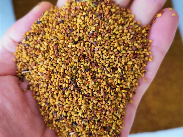 沙打旺基本詳情介紹以及播種方式 沙打旺基本詳情介紹以及播種方式