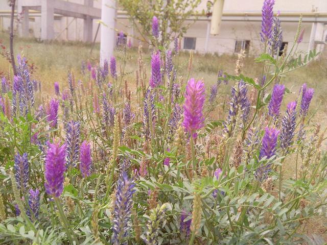 正確的種植沙打旺，需要注意的地方有哪些