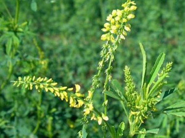 草木樨種子去哪里買比較好?育苗方法有哪些? 草木樨種子去哪里買比較好?育苗方法有哪些?