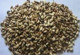 草木犀種植方法及特點介紹,什么時候種植比較好 草木犀種植方法及特點介紹,什么時候種植比較好