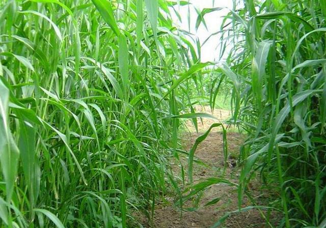 甜高粱栽培,田間管理方法有哪些 甜高粱栽培,田間管理方法有哪些