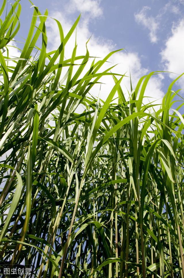 皇竹草該如何種植？多少度下會被凍死？應該注意什么？