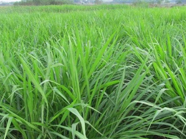 皇竹草養(yǎng)牛，種植皇竹草牧草一畝地可以養(yǎng)殖多少牛？