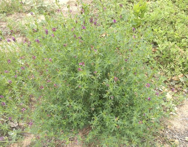 溫帶優質牧草——紫花苜蓿 溫帶優質牧草——紫花苜蓿