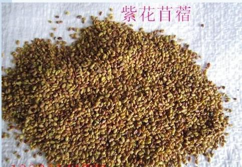 紫花苜蓿的市場(chǎng)批發(fā)價(jià)格以及播種方法 紫花苜蓿的市場(chǎng)批發(fā)價(jià)格以及播種方法