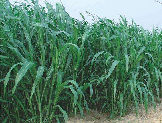 優(yōu)質(zhì)的牧草——蘇丹草,怎么種植可以高產(chǎn) 優(yōu)質(zhì)的牧草——蘇丹草,怎么種植可以高產(chǎn)