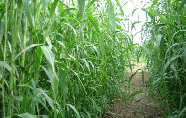 優(yōu)質(zhì)牧草——高丹草,種植高丹草種子如何高產(chǎn)? 優(yōu)質(zhì)牧草——高丹草,種植高丹草種子如何高產(chǎn)?