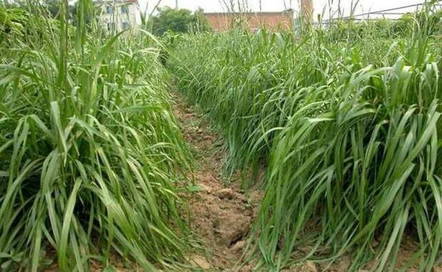 高丹草對環境有什么要求，在什么環境下存活