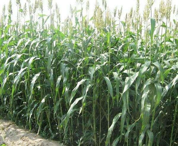 高丹草是優質的牧草,哪里有多年生的高丹草種子 高丹草是優質的牧草,哪里有多年生的高丹草種子