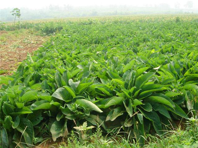 魯梅克斯的前景應(yīng)用,主要特點(diǎn)是什么? 魯梅克斯的前景應(yīng)用,主要特點(diǎn)是什么?