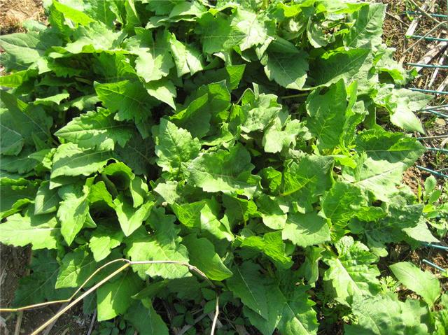 串葉松香草主要價值以及栽培技術介紹 串葉松香草主要價值以及栽培技術介紹