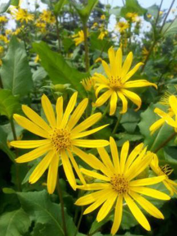 串葉松香草牧草——養畜禽種牧草選對品種很重要 串葉松香草牧草——養畜禽種牧草選對品種很重要
