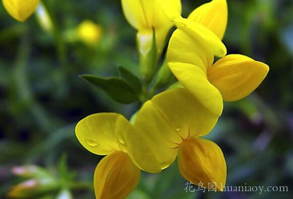 百脈根的養殖方法和播種市注意事項