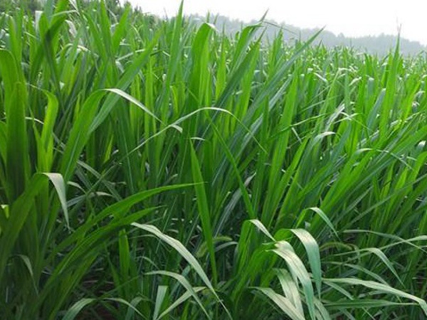 象草栽培技術(shù)與收割利用有那些 象草栽培技術(shù)與收割利用有那些