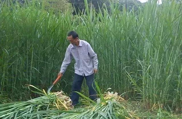 肉牛只喂象草可以嗎？有什么需要？