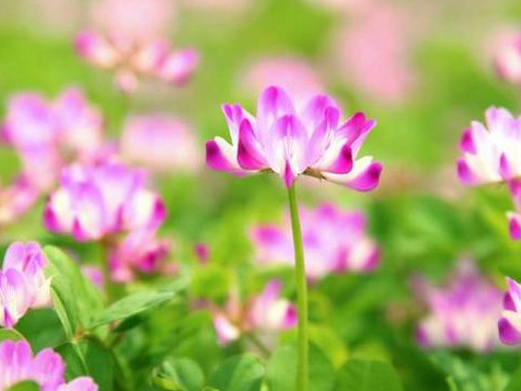 看著很好看的紫云英,紫云英基本介紹 看著很好看的紫云英,紫云英基本介紹