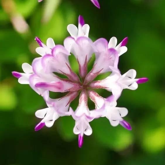 看著很好看的紫云英,紫云英基本介紹 看著很好看的紫云英,紫云英基本介紹