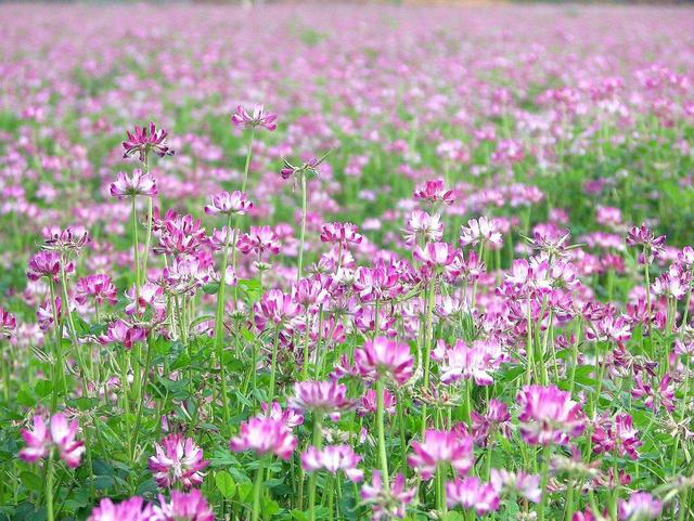 紫云英觀賞性價(jià)值高，作為飼料也有獨(dú)特的特點(diǎn)