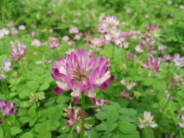 紫云英的生長環境和繁殖方法有什么要求