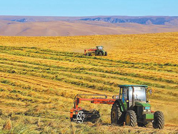 燕麥草種子挑選采收有哪些?栽培方法有哪些? 燕麥草種子挑選采收有哪些?栽培方法有哪些?