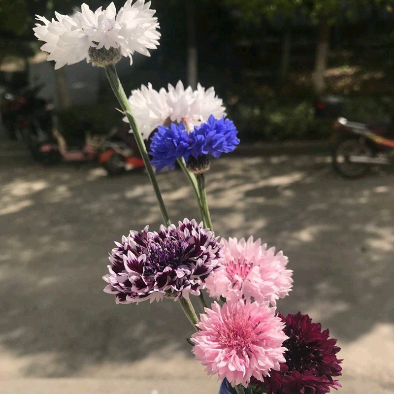 矢車菊 矢車菊