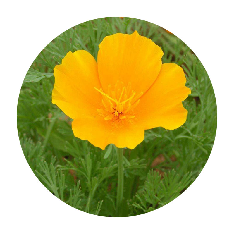 三色旋花 三色旋花