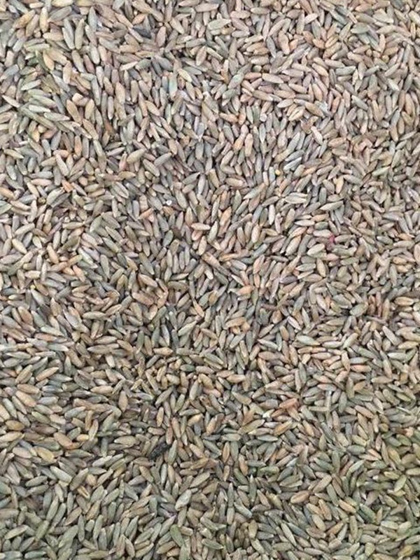 立秋后適合種植的牧草有哪些?種植方法是什么? 立秋后適合種植的牧草有哪些?種植方法是什么?