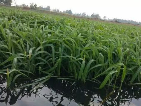 種植小米草的優(yōu)勢在哪里？養(yǎng)殖小龍蝦怎么樣？