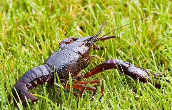 為何小米草成為龍蝦養殖新選擇 為何小米草成為龍蝦養殖新選擇