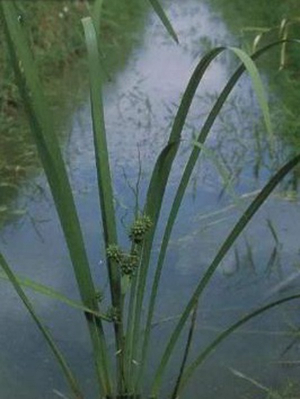 小龍蝦塘種植小米草的優點和種植方法 小龍蝦塘種植小米草的優點和種植方法