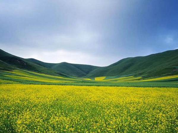 油菜種子品種繁多，去哪可以買到質量好的種子？