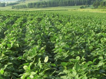 黑豆的播種前處理及田間管理技術 黑豆的播種前處理及田間管理技術