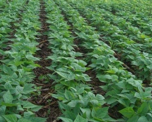 黑豆種植方法有哪些?什么時候播種比較合適? 黑豆種植方法有哪些?什么時候播種比較合適?