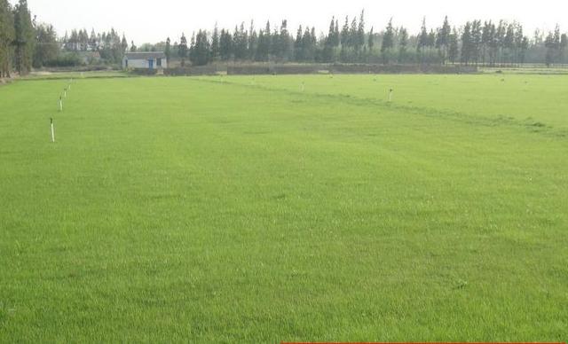 草坪種植養(yǎng)護(hù)技術(shù) 以及種植方法 草坪種植養(yǎng)護(hù)技術(shù) 以及種植方法