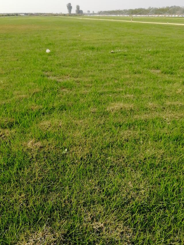 要想草坪長得好,草坪修剪也是必不可少的 要想草坪長得好,草坪修剪也是必不可少的