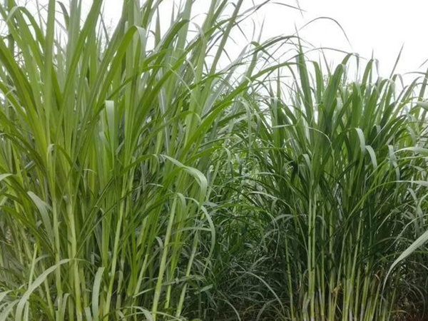 高產優(yōu)質的幾種牧草有哪些 高產優(yōu)質的幾種牧草有哪些