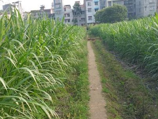 牧草養豬技術有什么需要注意的,牧草種植方法有哪些? 牧草養豬技術有什么需要注意的,牧草種植方法有哪些?