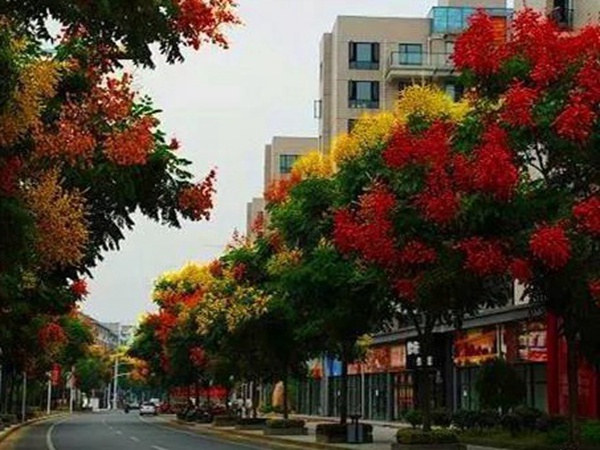 車桑子基本詳情介紹以及一車桑子的插花作品