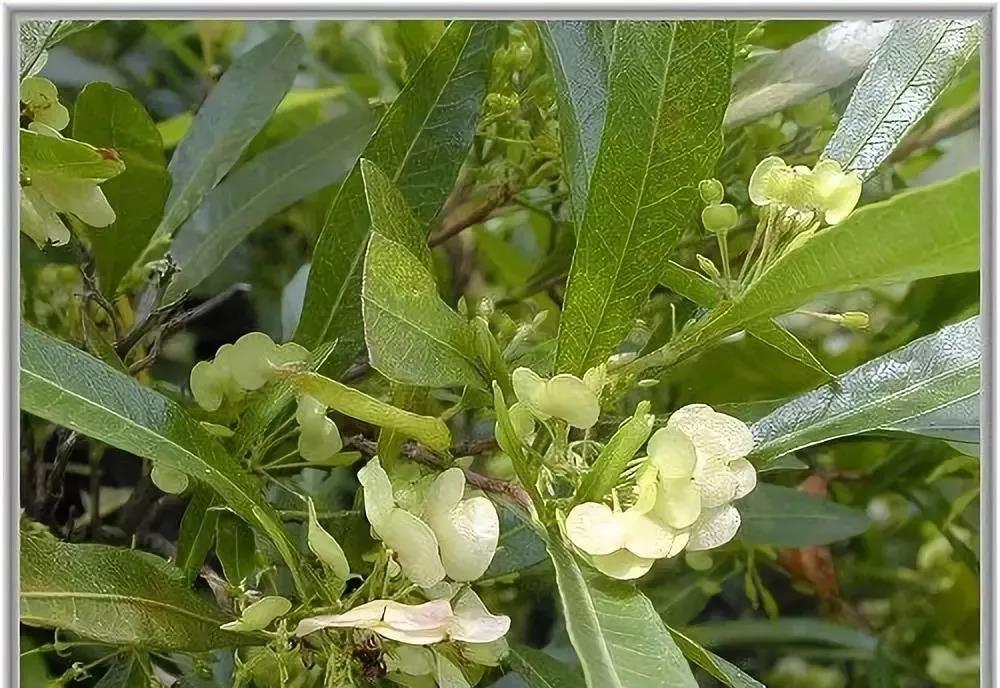 灌木種子—車桑子介紹以及播種方法 灌木種子—車桑子介紹以及播種方法
