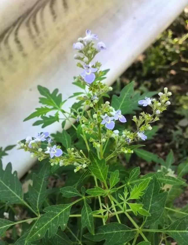 荊條形態特征以及基本經濟價值 荊條形態特征以及基本經濟價值