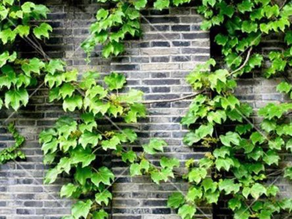 「爬山虎」的種植方法,有什么種植要求? 「爬山虎」的種植方法,有什么種植要求?