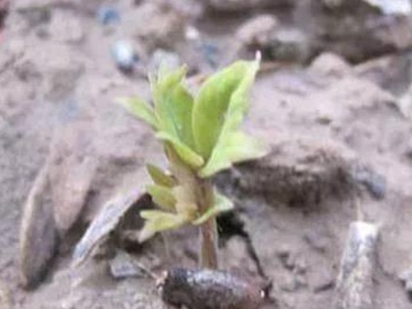 爬山虎的繁殖方法,存活率怎么樣? 爬山虎的繁殖方法,存活率怎么樣?