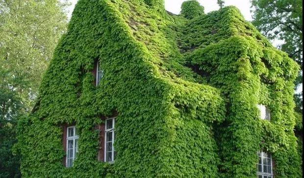 種植爬山虎優勢?你可能不知道它還有這五個好處! 種植爬山虎優勢?你可能不知道它還有這五個好處!