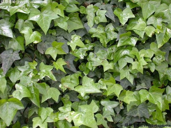 爬山虎種植爬山虎優勢?你可能不知道它還有這五個好處! 爬山虎種植爬山虎優勢?你可能不知道它還有這五個好處!