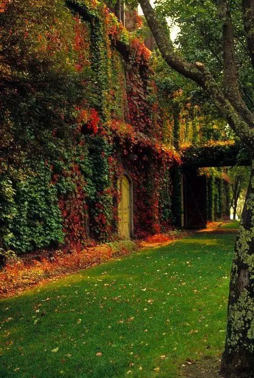 種植一墻爬山虎，收貨一夏清涼！