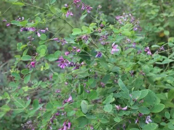 落葉灌木30——胡枝子生態(tài)習(xí)性 落葉灌木30——胡枝子生態(tài)習(xí)性