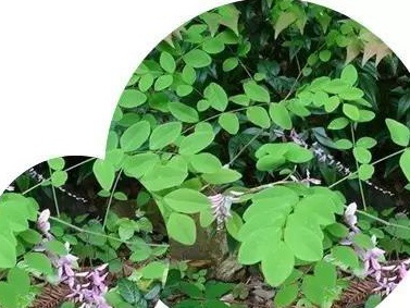 護坡灌木——多花木蘭栽培要點 護坡灌木——多花木蘭栽培要點