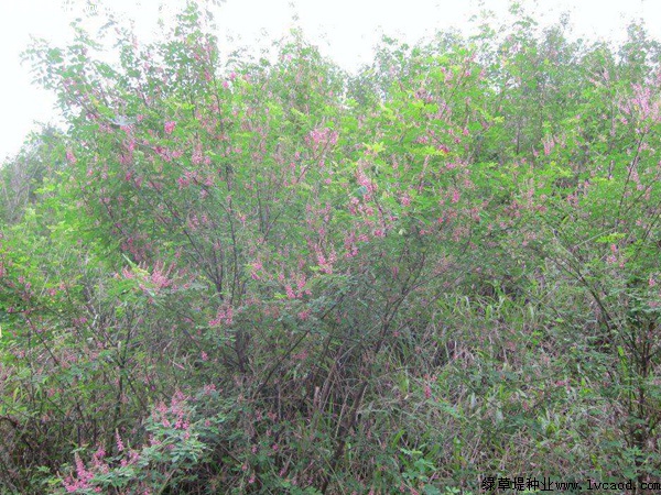 護坡灌木——多花木蘭栽培要點 護坡灌木——多花木蘭栽培要點