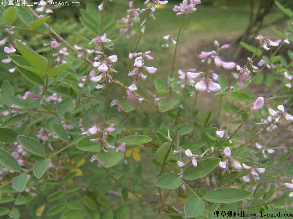 護坡灌木——多花木蘭栽培要點 護坡灌木——多花木蘭栽培要點