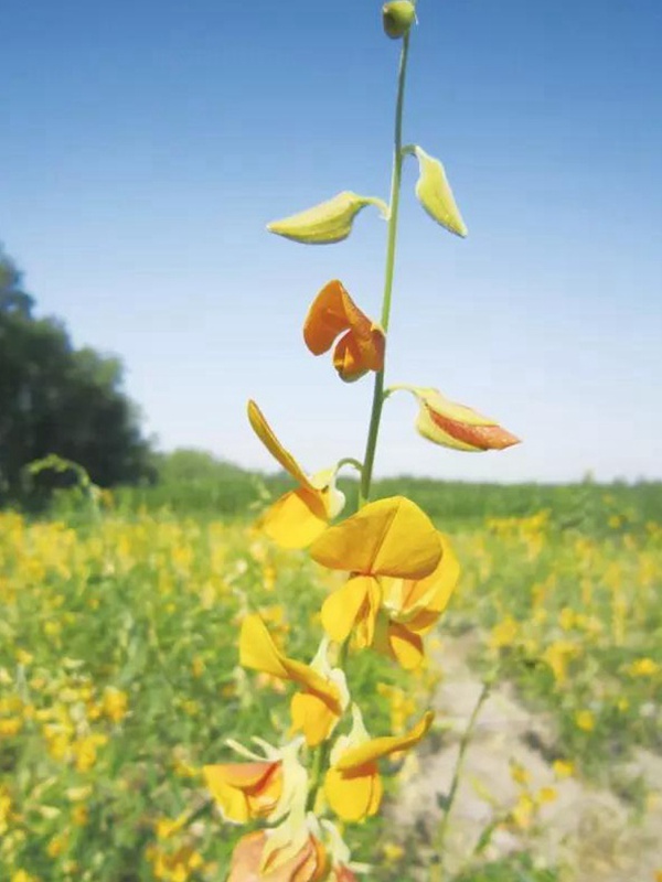 豬屎豆栽培技術與管理應用方法